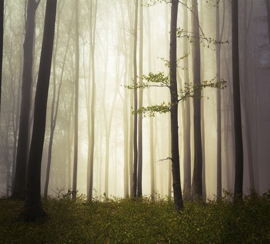 Тканевая подушка-валик «Туман в мистическом лесу» вид 3