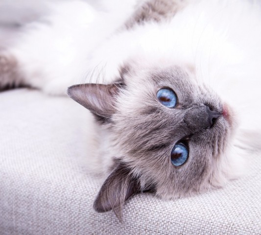 Тканевая подушка-валик «Голубоглазая кошка» вид 3