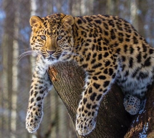 Декоративная подушка подголовник «Амурский леопард» вид 3