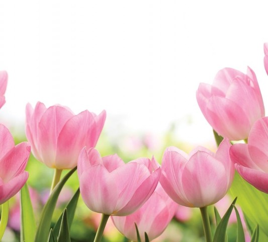 Полотняная скатерть на кухню «Нежные розовые тюльпаны» вид 1