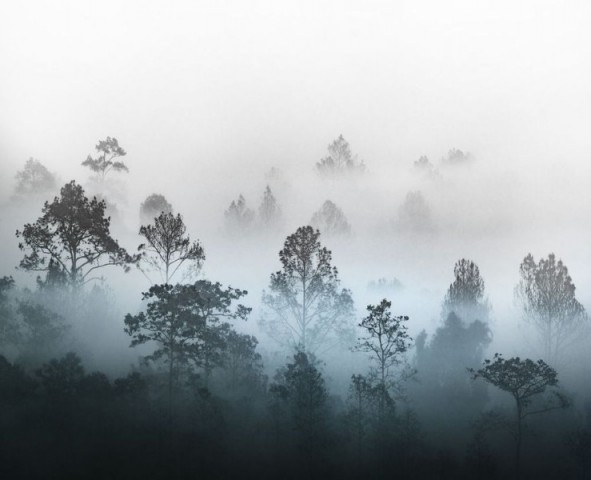3D Скатерть «Вершины деревьев сквозь туман» вид 1