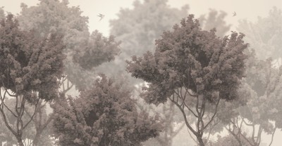 3D Фотообои «Кроны деревьев в оттенке сепия»