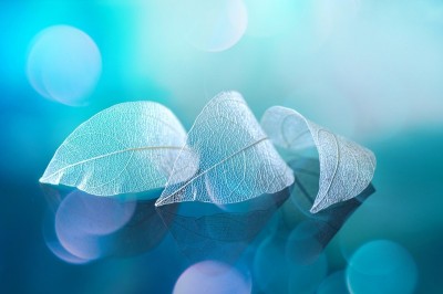 3D Фотообои «Структурные листья в синих оттенках»