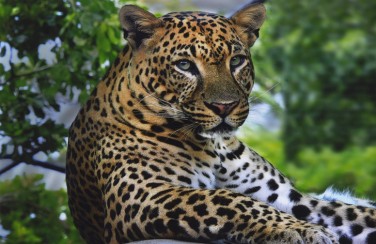 3D Ковер «Отдыхающий леопард»