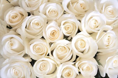 3D Фотообои «Нежные белые розы»