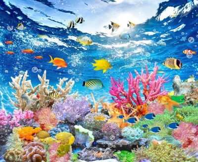 3D Фотообои «Яркие краски кораллового рифа»