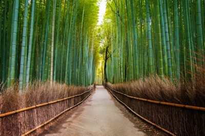 3D Фотообои «Бамбуковый лес»