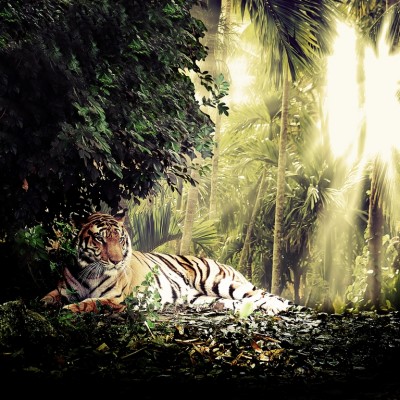 3D Фотообои «Тигр»