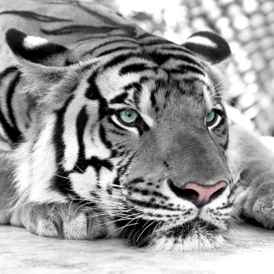 3D Фотообои  «Тигр черно-белые» 