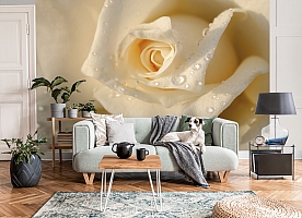 3D Фотообои «Утренняя роза»