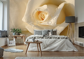 3D Фотообои «Утренняя роза»