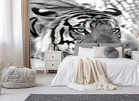 3D Фотообои  «Тигр черно-белые» 