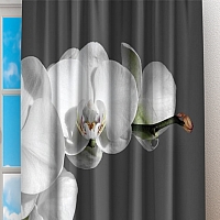 Фотошторы «Белая орхидея на сером фоне» вид 2