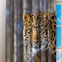 Фотошторы «Амурский леопард» вид 3