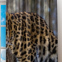 Фотошторы «Амурский леопард» вид 2