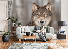3D Фотообои «Взгляд волка»
