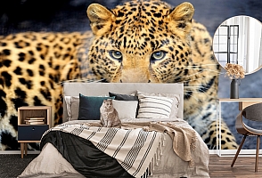 3D Фотообои «Красивый леопард»
