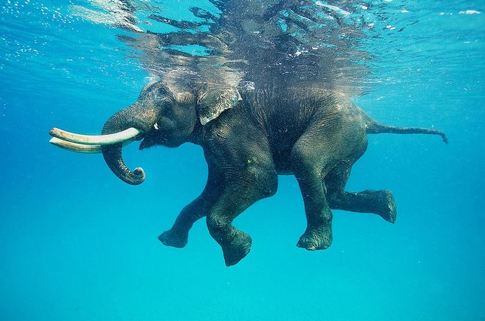 3D Фотообои 3D Фотообои «Купающийся слон»